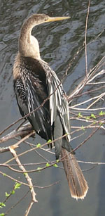 florida wildlife