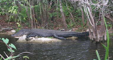 gator