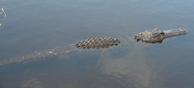 gators