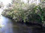 everglades