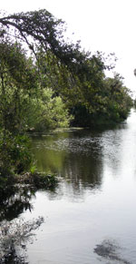 everglades