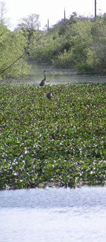 everglades