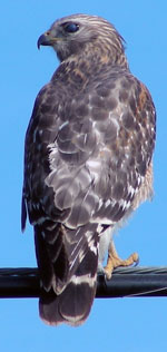 hawk