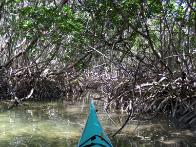 mangroves