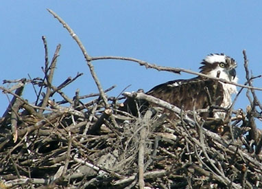 osprey