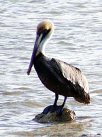 pelican