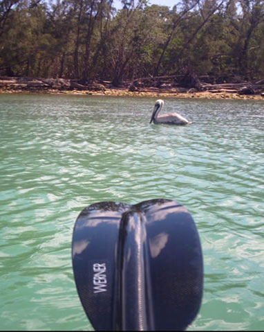 pelican