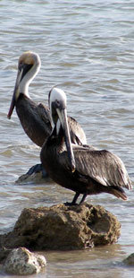 pelicans