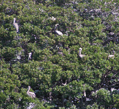 rookery